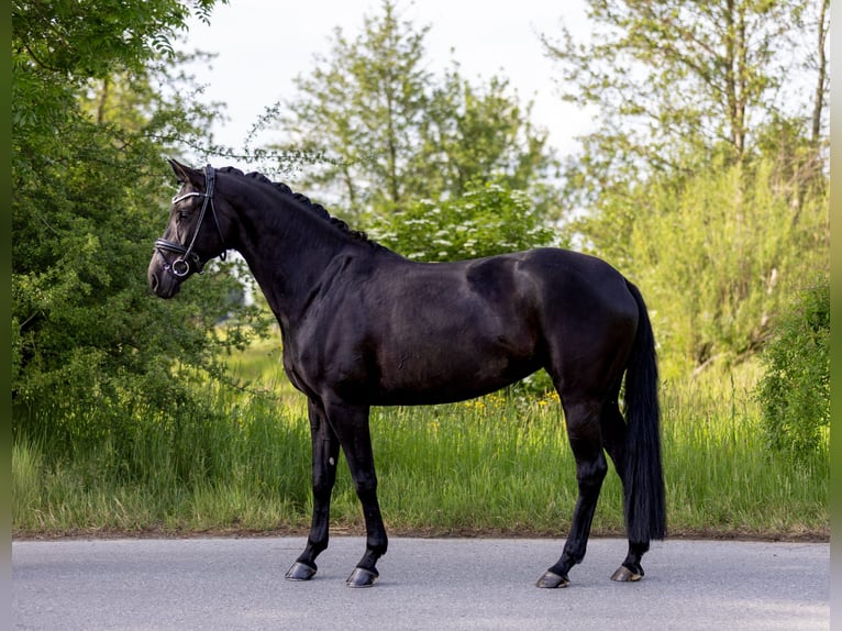 Deutsches Sportpferd Stute 7 Jahre 162 cm Rappe in Rosenheim