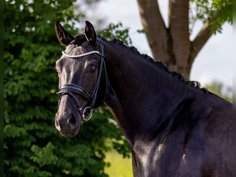 Deutsches Sportpferd Stute 7 Jahre 162 cm Rappe in Rosenheim