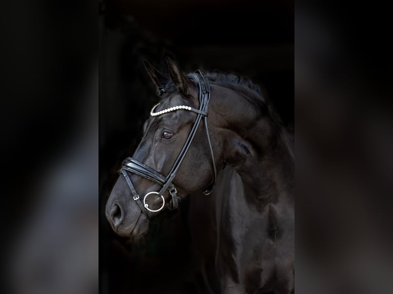 Deutsches Sportpferd Stute 7 Jahre 162 cm Rappe in Rosenheim