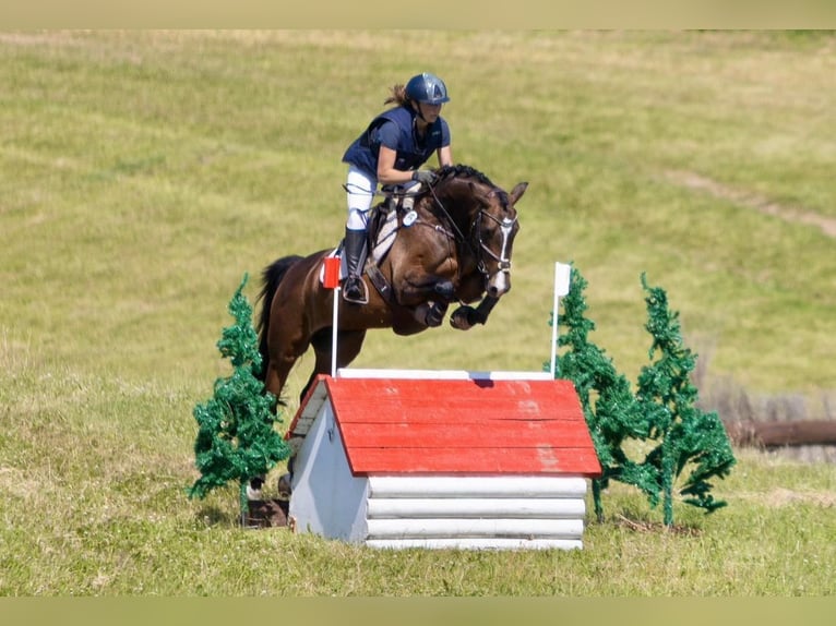 Deutsches Sportpferd Stute 7 Jahre 163 cm Dunkelbrauner in Bösdorf