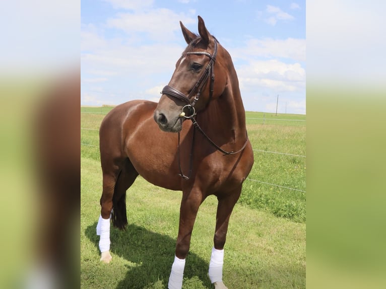 Deutsches Sportpferd Stute 7 Jahre 163 cm Dunkelfuchs in Esslingen am Neckar
