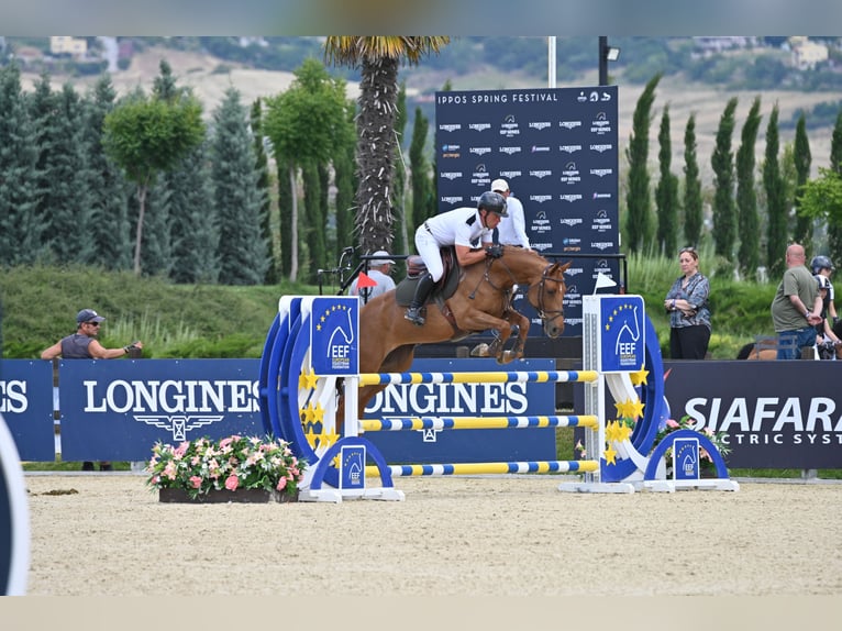 Deutsches Sportpferd Stute 7 Jahre 163 cm Dunkelfuchs in Samorin