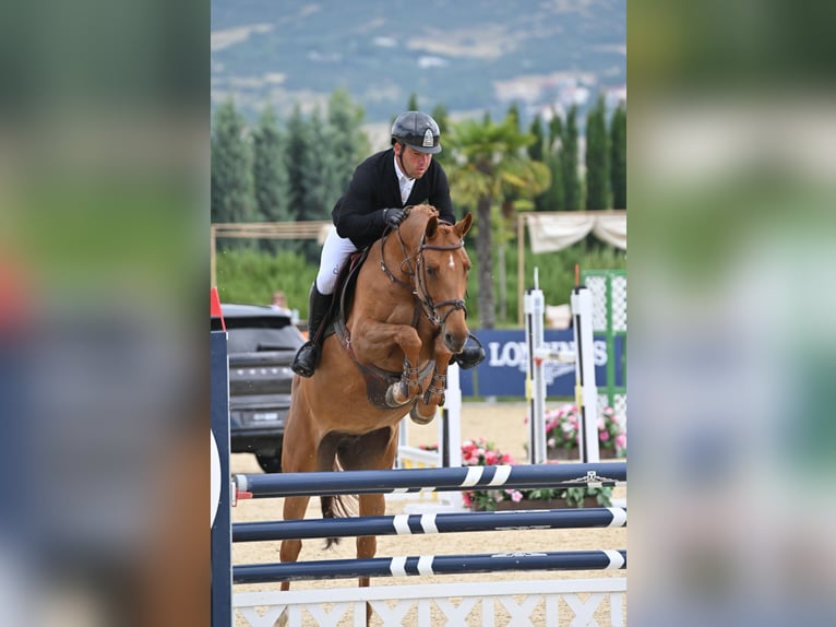 Deutsches Sportpferd Stute 7 Jahre 163 cm Dunkelfuchs in Samorin