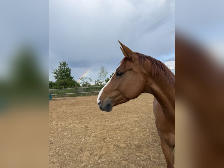 Deutsches Sportpferd Stute 7 Jahre 163 cm Fuchs in Schieren