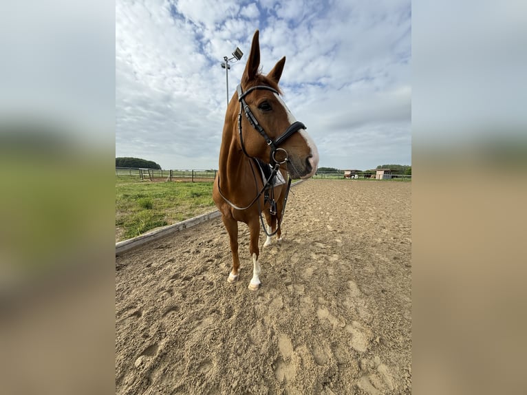 Deutsches Sportpferd Stute 7 Jahre 163 cm Fuchs in Schieren