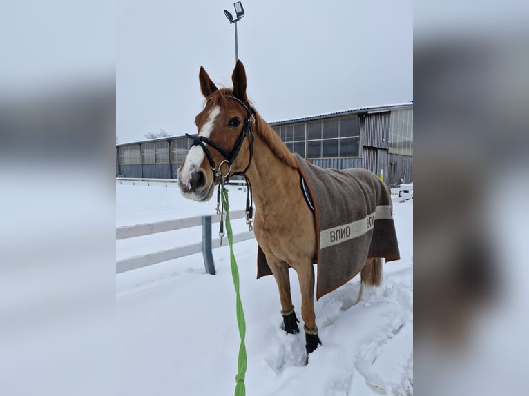 Deutsches Sportpferd Stute 7 Jahre 163 cm Fuchs in Neustadt an der Aisch