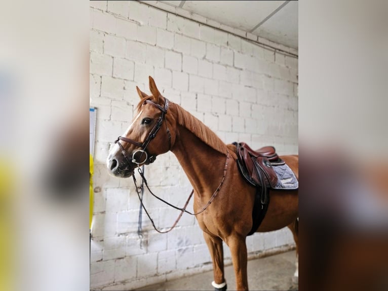 Deutsches Sportpferd Stute 7 Jahre 163 cm Fuchs in Neustadt an der Aisch