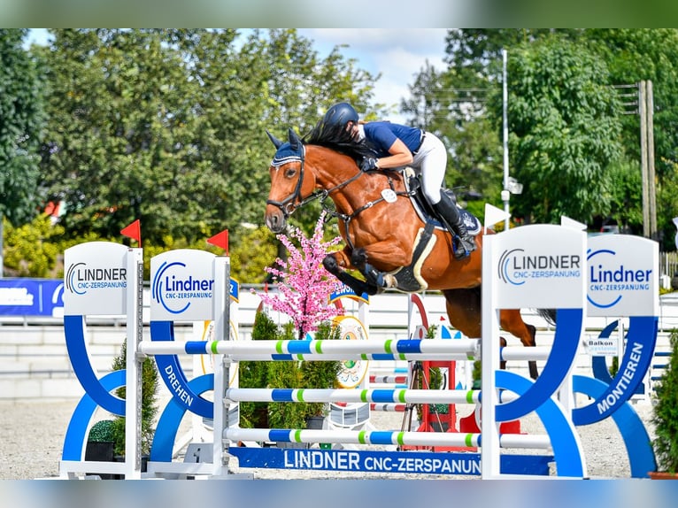 Deutsches Sportpferd Stute 7 Jahre 164 cm Brauner in Leutershausen