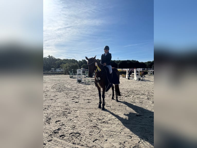 Deutsches Sportpferd Stute 7 Jahre 164 cm Brauner in Buchholz (Westerwald)