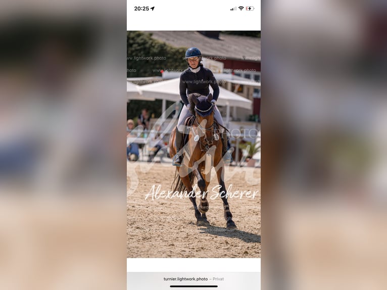 Deutsches Sportpferd Stute 7 Jahre 164 cm Brauner in Buchholz (Westerwald)