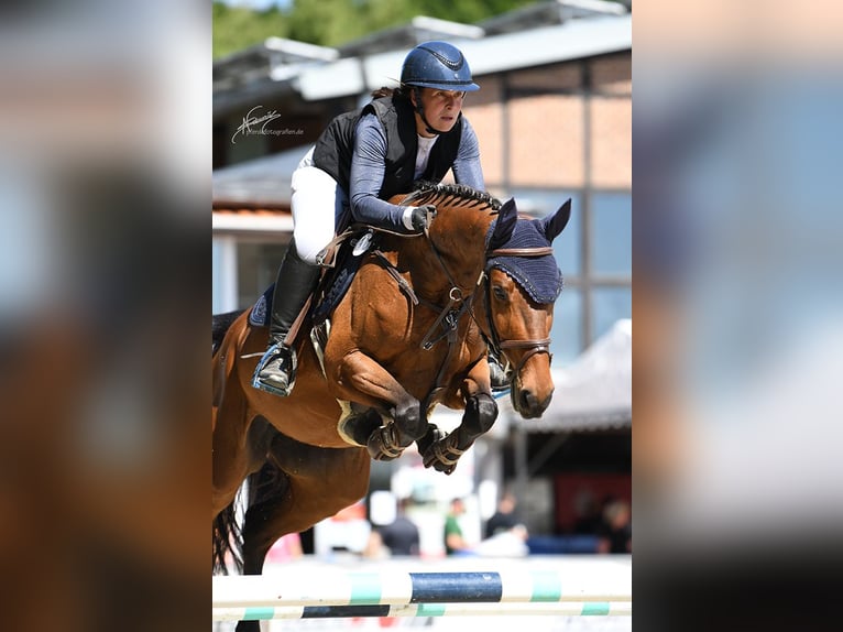 Deutsches Sportpferd Stute 7 Jahre 164 cm Brauner in Buchholz (Westerwald)