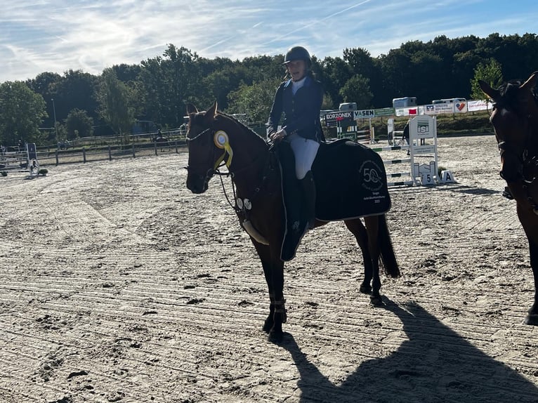 Deutsches Sportpferd Stute 7 Jahre 164 cm Brauner in Buchholz (Westerwald)