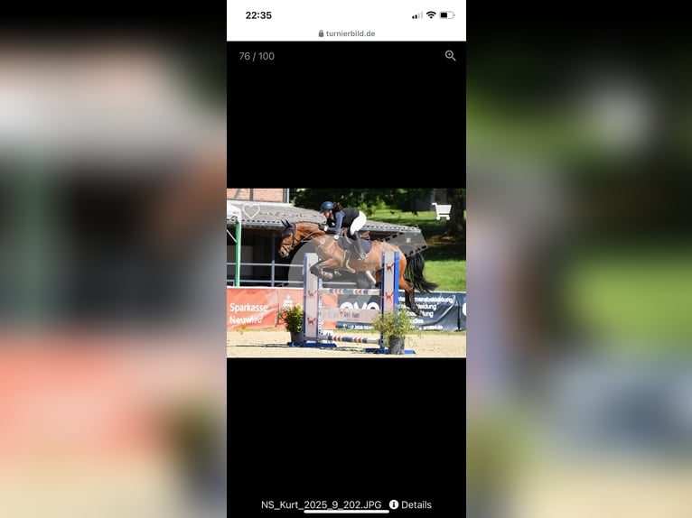 Deutsches Sportpferd Stute 7 Jahre 164 cm Brauner in Buchholz (Westerwald)