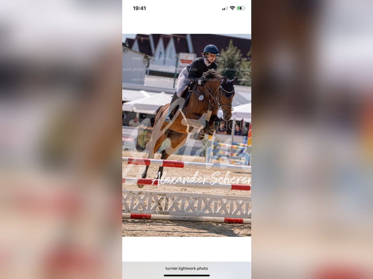 Deutsches Sportpferd Stute 7 Jahre 164 cm Brauner in Buchholz (Westerwald)