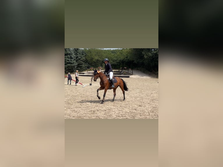 Deutsches Sportpferd Stute 7 Jahre 164 cm Brauner in Buchholz (Westerwald)