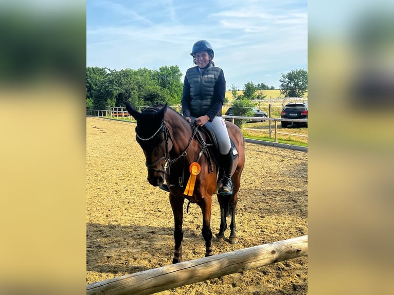 Deutsches Sportpferd Stute 7 Jahre 164 cm Brauner in Buchholz (Westerwald)