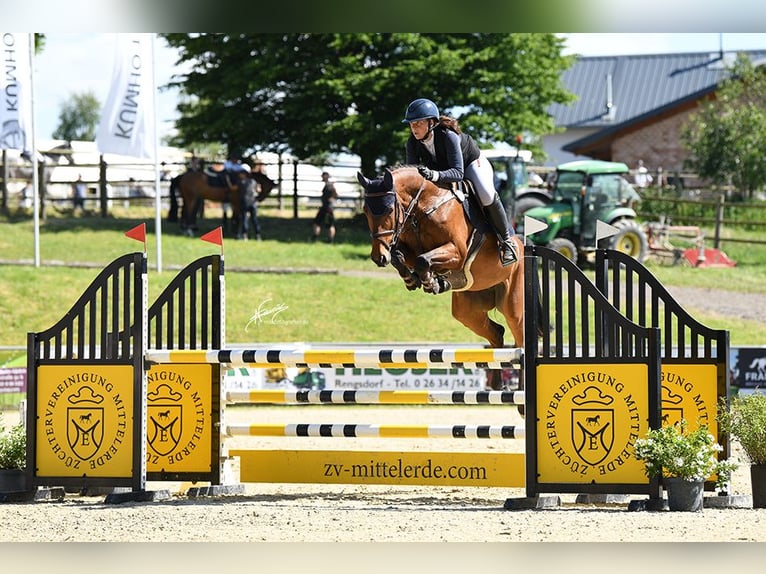 Deutsches Sportpferd Stute 7 Jahre 164 cm Brauner in Buchholz (Westerwald)