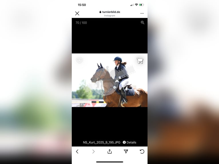 Deutsches Sportpferd Stute 7 Jahre 164 cm Brauner in Buchholz (Westerwald)