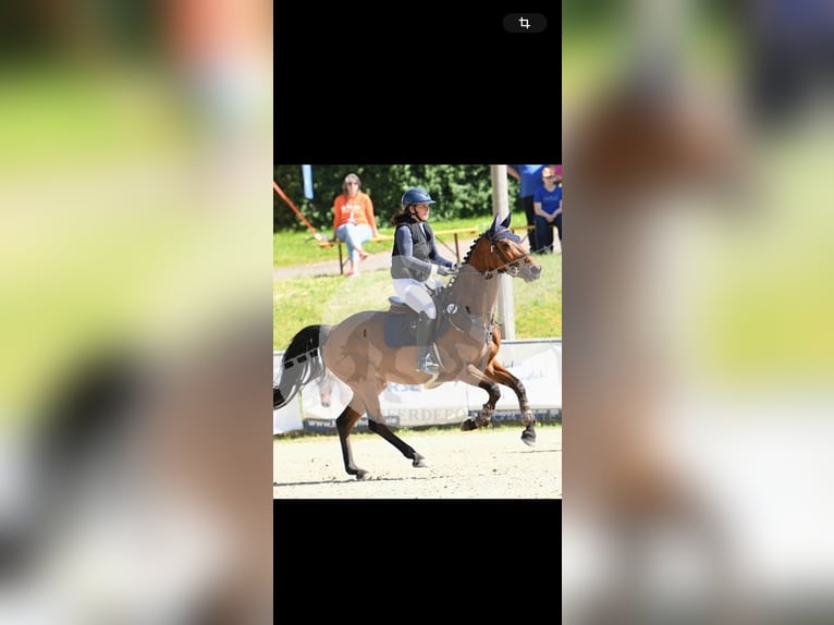 Deutsches Sportpferd Stute 7 Jahre 164 cm Brauner in Buchholz (Westerwald)