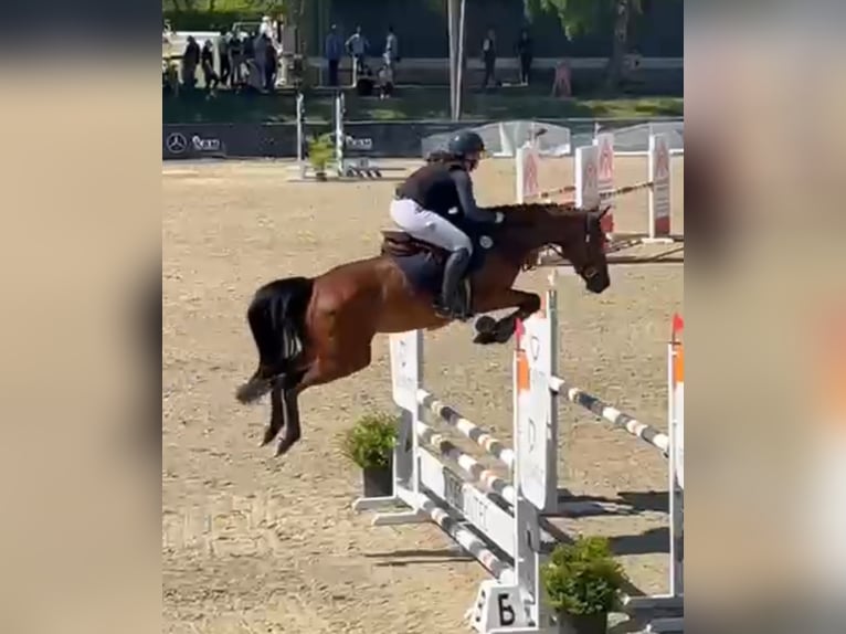 Deutsches Sportpferd Stute 7 Jahre 164 cm Brauner in Buchholz (Westerwald)