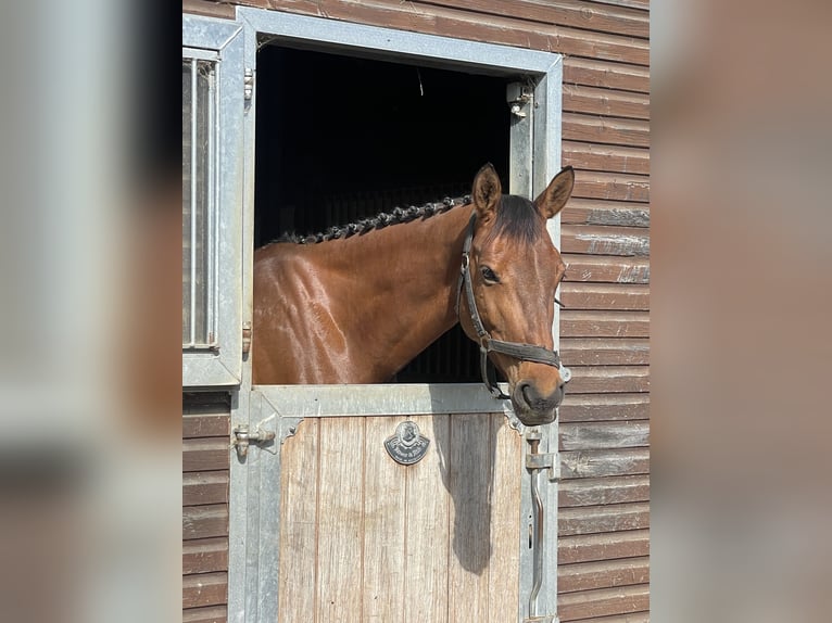 Deutsches Sportpferd Stute 7 Jahre 164 cm Brauner in Buchholz (Westerwald)
