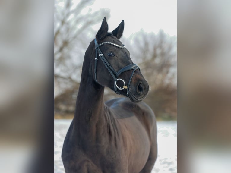 Deutsches Sportpferd Stute 7 Jahre 164 cm Dunkelbrauner in Salzatal