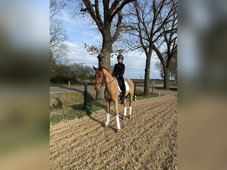 Deutsches Sportpferd Stute 7 Jahre 164 cm Fuchs in Steimke