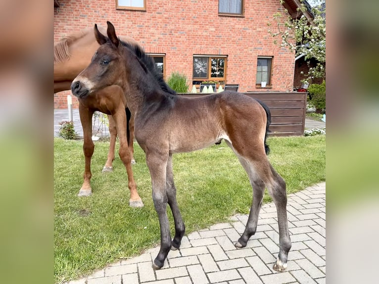 Deutsches Sportpferd Stute 7 Jahre 164 cm Fuchs in Steimke