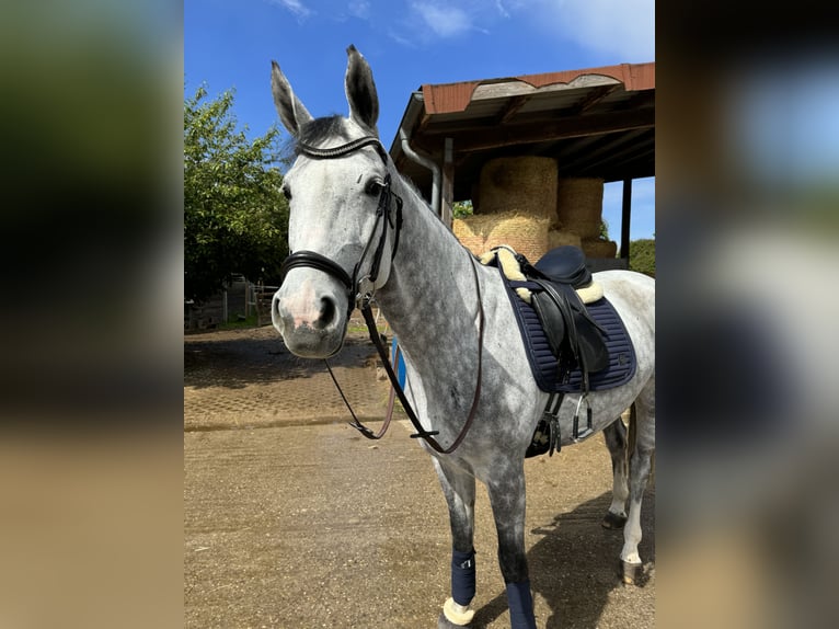 Deutsches Sportpferd Stute 7 Jahre 165 cm Apfelschimmel in Mannheim