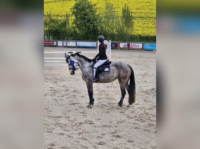 Deutsches Sportpferd Stute 7 Jahre 165 cm Apfelschimmel in Uder OT Fürstenhagen