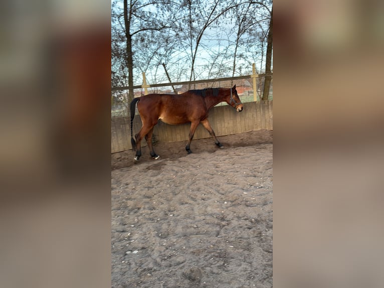 Deutsches Sportpferd Stute 7 Jahre 165 cm Brauner in Dessau