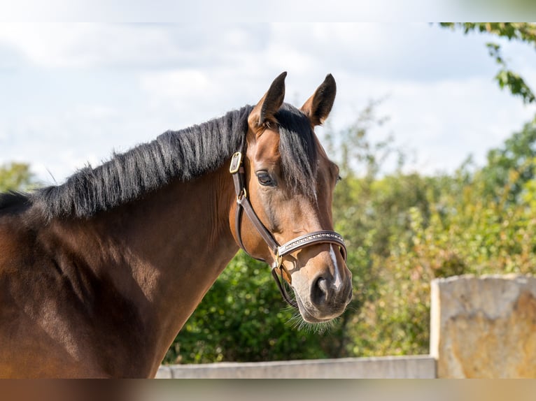 Deutsches Sportpferd Stute 7 Jahre 165 cm Brauner in Glashütte