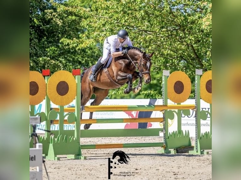 Deutsches Sportpferd Stute 7 Jahre 165 cm Brauner in Glashütte