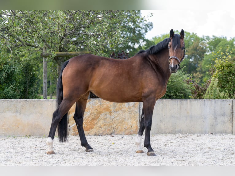 Deutsches Sportpferd Stute 7 Jahre 165 cm Brauner in Glashütte
