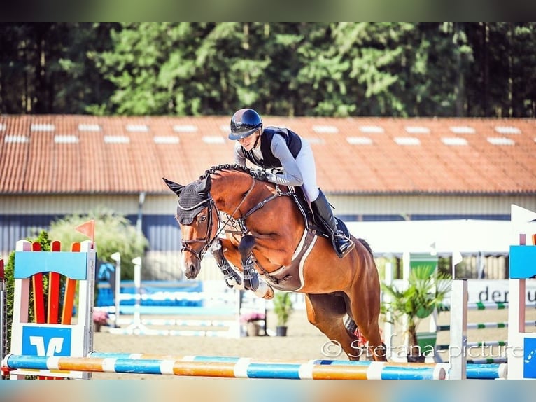 Deutsches Sportpferd Stute 7 Jahre 165 cm Brauner in Hohenberg-Krusemark