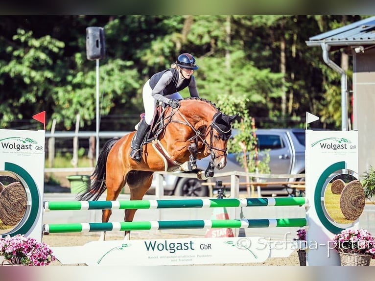 Deutsches Sportpferd Stute 7 Jahre 165 cm Brauner in Hohenberg-Krusemark