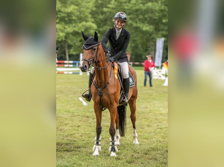 Deutsches Sportpferd Stute 7 Jahre 165 cm Brauner in Hohenberg-Krusemark