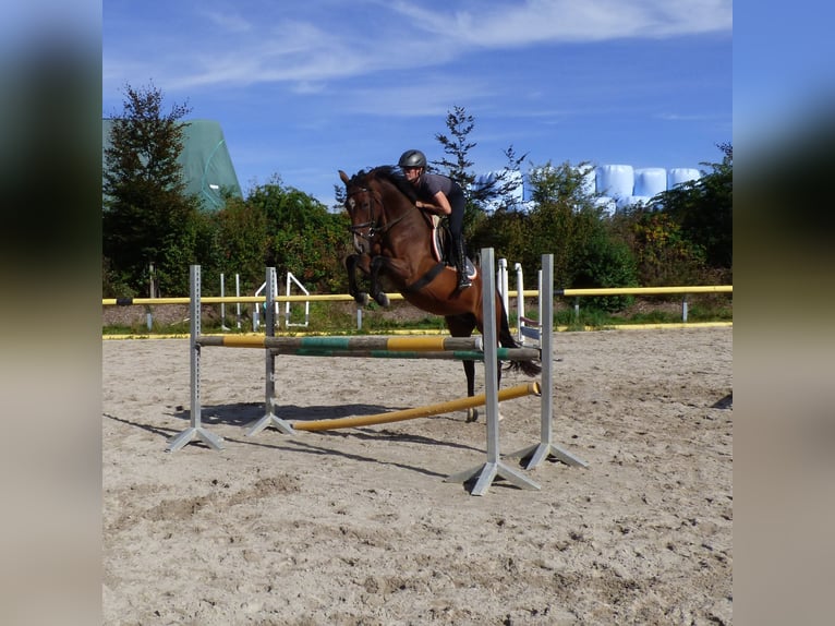 Deutsches Sportpferd Stute 7 Jahre 165 cm Brauner in Lengenfeld