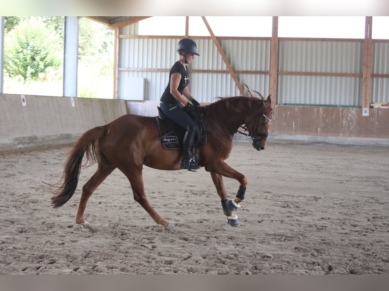 Deutsches Sportpferd Stute 7 Jahre 165 cm Fuchs in Moorenweis