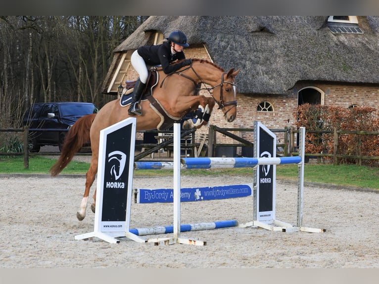 Deutsches Sportpferd Stute 7 Jahre 165 cm Fuchs in Wierden