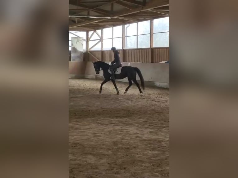 Deutsches Sportpferd Stute 7 Jahre 165 cm Schwarzbrauner in Hochkirch