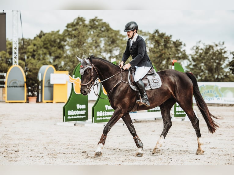 Deutsches Sportpferd Stute 7 Jahre 165 cm Schwarzbrauner in Glash&#xFC;tte