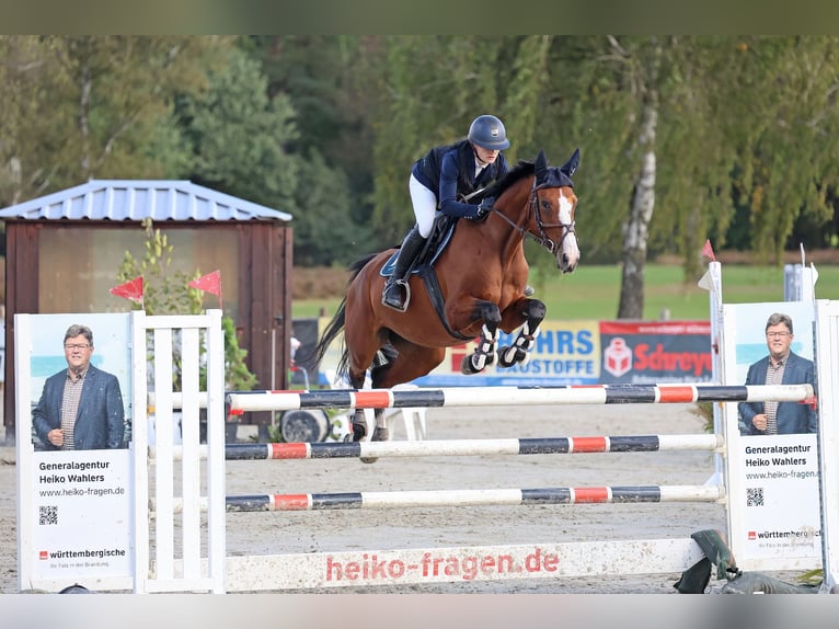 Deutsches Sportpferd Stute 7 Jahre 166 cm Brauner in Helmstedt