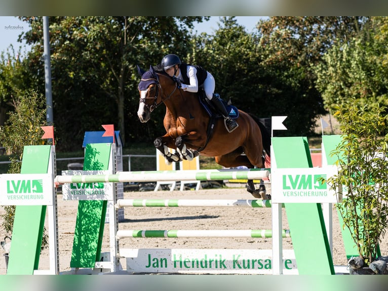 Deutsches Sportpferd Stute 7 Jahre 166 cm Brauner in Helmstedt