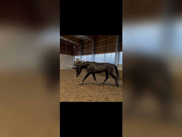 Deutsches Sportpferd Stute 7 Jahre 166 cm Dunkelbrauner in Wölfis