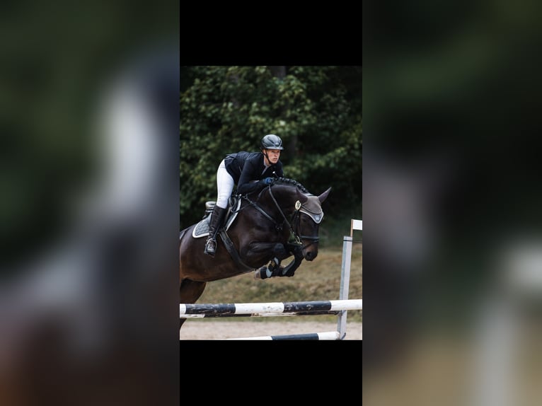 Deutsches Sportpferd Stute 7 Jahre 166 cm Dunkelbrauner in Wölfis