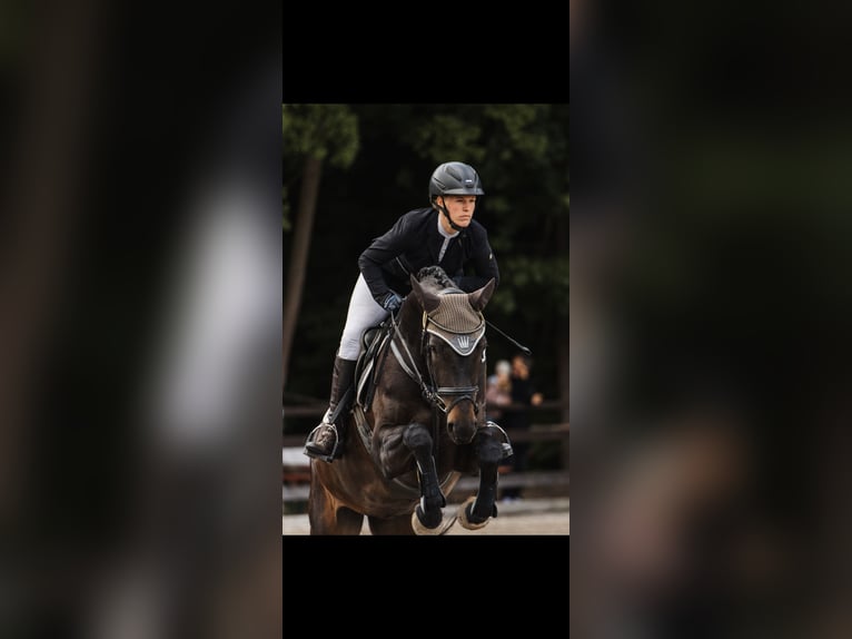 Deutsches Sportpferd Stute 7 Jahre 166 cm Dunkelbrauner in Wölfis