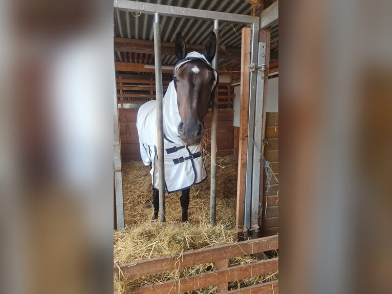 Deutsches Sportpferd Stute 7 Jahre 166 cm Dunkelbrauner in Wölfis