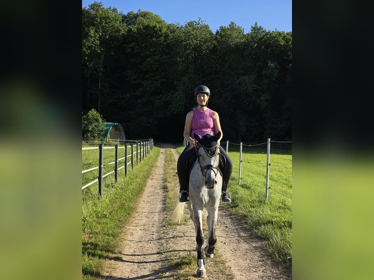 Deutsches Sportpferd Stute 7 Jahre 166 cm Fliegenschimmel in Efringen-Kirchen