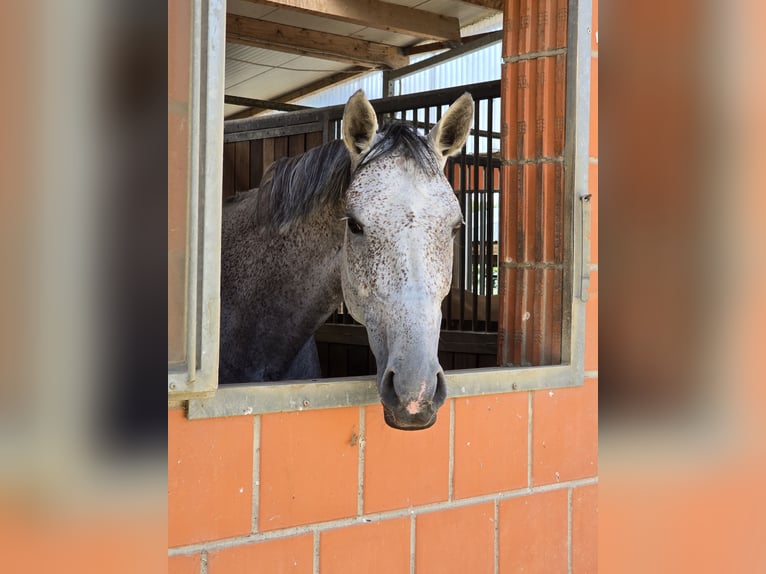 Deutsches Sportpferd Stute 7 Jahre 166 cm Fliegenschimmel in Efringen-Kirchen